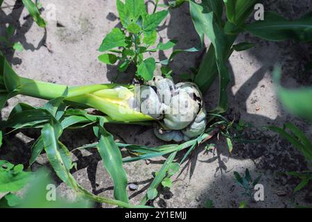 Gall d'une maladie végétale appelée le charbon de maïs causée par le champignon pathogène Ustilago maydis. Banque D'Images