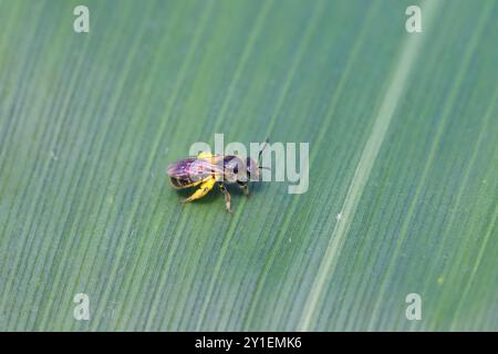 Une petite abeille solitaire sauvage sur une feuille de maïs verte dans un champ de culture. Banque D'Images