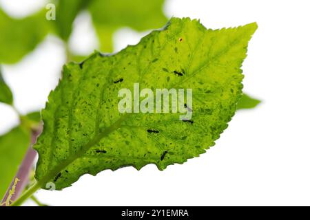 Une feuille verte avec de nombreux pucerons en dessous et des fourmis les soignant. Banque D'Images