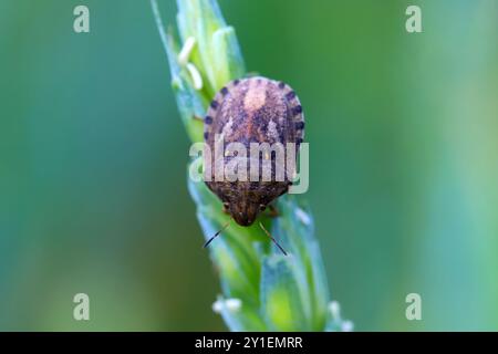 Insecte de tortue européenne (Eurygaster maura) sur une épi de blé dans un champ de culture. Banque D'Images