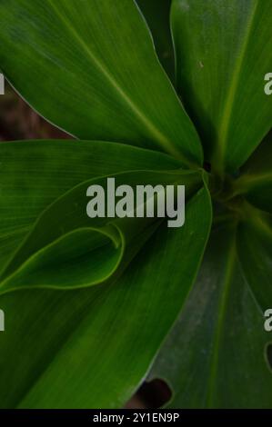 feuilles de la plante de stimulation d'eau douce ou cheilocostus speciosus Banque D'Images