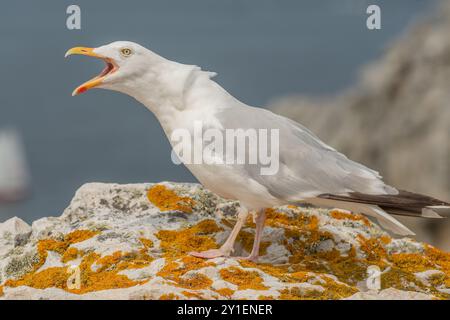 Goéland argenté (Larus argentatus) criant sur un rocher au bord d'une falaise. Camaret, Crozon, Finistère, Bretagne, France Banque D'Images