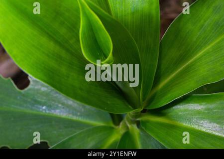 feuilles de la plante de stimulation d'eau douce ou cheilocostus speciosus Banque D'Images