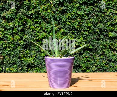 Plante d'aloe vera dans un pot en céramique de couleur violette sur une table en bois avec fond de feuilles vertes Banque D'Images