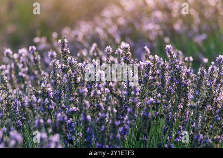 Gros plan de fleurs de lavande parfumées avec un magnifique paysage violet et violet. Banque D'Images