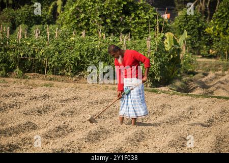 Agriculteur masculin et féminin travaillant sur un champ agricole au printemps. La vie rurale des agriculteurs au bangladesh,Cumilla-Bangladesh:février-6,2024 Banque D'Images