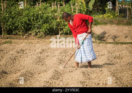 Agriculteur masculin et féminin travaillant sur un champ agricole au printemps. La vie rurale des agriculteurs au bangladesh,Cumilla-Bangladesh:février-6,2024 Banque D'Images