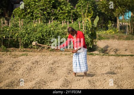 Agriculteur masculin et féminin travaillant sur un champ agricole au printemps. La vie rurale des agriculteurs au bangladesh,Cumilla-Bangladesh:février-6,2024 Banque D'Images