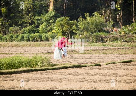 Agriculteur masculin et féminin travaillant sur un champ agricole au printemps. La vie rurale des agriculteurs au bangladesh,Cumilla-Bangladesh:février-6,2024 Banque D'Images