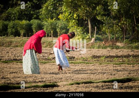 Agriculteur masculin et féminin travaillant sur un champ agricole au printemps. La vie rurale des agriculteurs au bangladesh,Cumilla-Bangladesh:février-6,2024 Banque D'Images