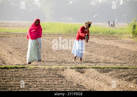 Agriculteur masculin et féminin travaillant sur un champ agricole au printemps. La vie rurale des agriculteurs au bangladesh,Cumilla-Bangladesh:février-6,2024 Banque D'Images