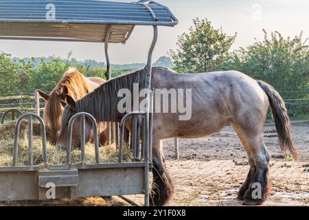 gros chevaux du shire mangeant à l'endroit où se nourrir Banque D'Images