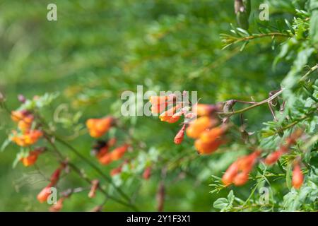 Gros plan des fleurs chiliennes de gloire (eccremocarpus scaber) en fleur Banque D'Images