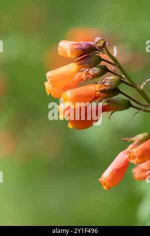 Gros plan des fleurs chiliennes de gloire (eccremocarpus scaber) en fleur Banque D'Images