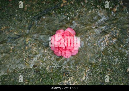 Fleur rose flottant doucement dans un ruisseau clair Banque D'Images