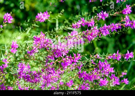 Lythrum salicifolium ou herbe pleureuse par une journée ensoleillée sur fond d'herbe verte. Une promenade dans le parc. Banque D'Images