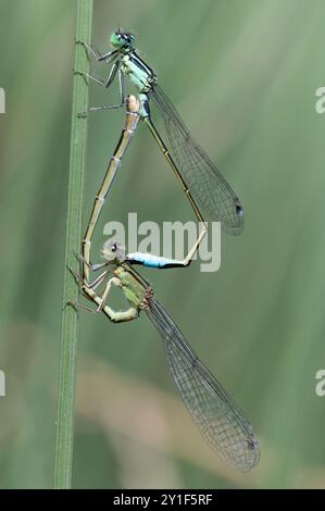 Gros plan de deux petites libellules faisant l'amour. Les corps des libellules forment un cœur. Les deux insectes sont suspendus à un brin d'herbe. La photo Banque D'Images