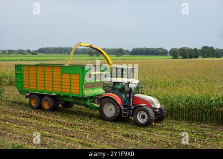 Coopération entre moissonneuse-batteuse et tracteur avec remorque dans la récolte de maïs pour l'alimentation animale Banque D'Images