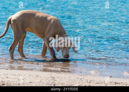 Puredred weimaraner chiot, sur une plage Banque D'Images