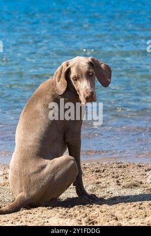 Puredred weimaraner chiot, sur une plage Banque D'Images