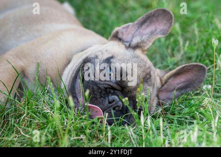 Mignon, petit, chiot bouledogue français dans le parc. Bouledogue français de race pure de 4 mois couché dans l'herbe. Portrait de jeune chien avec coupe, visage drôle Banque D'Images