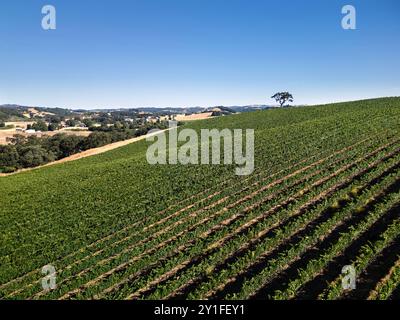 Au-dessus des vignobles et caves de vinification de la côte centrale de Californie près de Paso Robles Banque D'Images