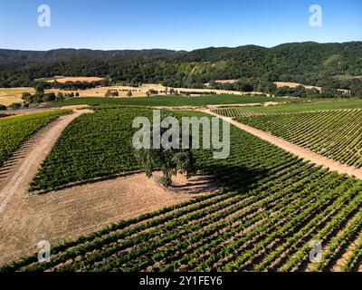 Au-dessus des vignobles et caves de vinification de la côte centrale de Californie près de Paso Robles Banque D'Images