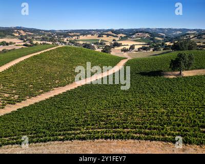 Vue aérienne estivale des vignobles et des collines ondulantes de la région viticole de Paso Robles Banque D'Images