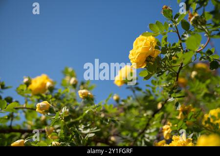 Buisson rose jaune contre le ciel bleu dans le jardin. Rosier avec des feuilles vertes, été Banque D'Images