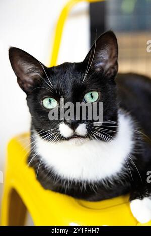 Chat de smoking noir et blanc au Miau Grau cate et café jeux de société, Varsovie, Pologne Banque D'Images