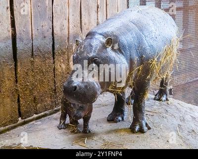 Bébé hippopotame pygmée, son nom scientifique est Choeropsis liberiensis Banque D'Images