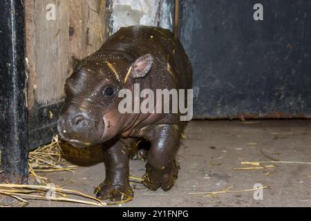 Bébé hippopotame pygmée, son nom scientifique est Choeropsis liberiensis Banque D'Images