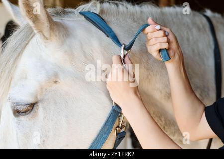 Bride de fixation à la main sur un cheval blanc calme avec un soin doux, vue rapprochée de l'activité équestre détaillée dans un cadre stable, mettant en évidence l'interaction homme-animal et la préparation Banque D'Images