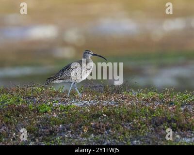 Oiseau adulte merveille (Numenius phaeopus) en territoire de reproduction, au milieu de la végétation de la toundra, mai, parc national de Varanger, fjord de Varanger, Norvège, Europe Banque D'Images