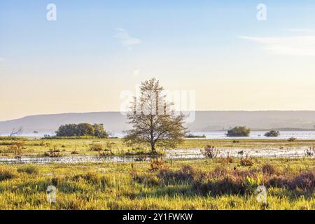 Arbre unique poussant dans une zone humide inondée dans la lumière d'automne pittoresque avec une montagne en arrière-plan Banque D'Images