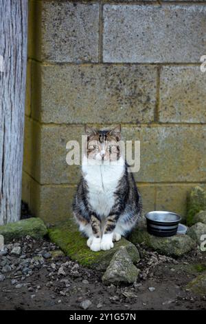 Chat de ferme attendant à l'extérieur d'un journal en Nouvelle-Zélande Banque D'Images