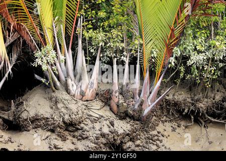 La racine du palmier Nipa (nypa fruticans). Cette photo a été prise de Sundarbans, Bangladesh. Banque D'Images