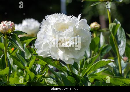 Fleur de pivoine blanche dans le jardin. La pivoine est une plante à fleurs du genre Paeonia. Banque D'Images