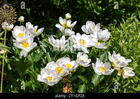 Fleurs de pivoine blanche sur un fond d'herbe verte dans le jardin Banque D'Images