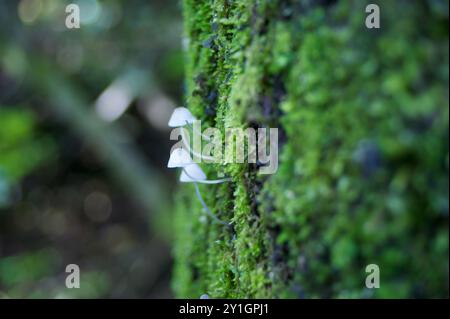 Champignons minuscules mystiques sur un arbre Banque D'Images
