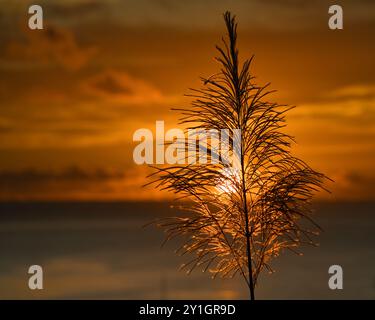 Beau coucher de soleil doré derrière la fleur de canne à sucre sur l'océan à beau vallon Beach, Mahé Seychelles Banque D'Images