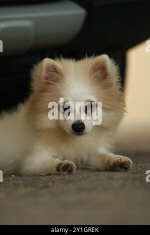 Gros plan sur le visage heureux d'un chien mâle poméranien Banque D'Images