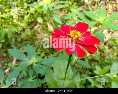 vue des fleurs de zinnia orens en fleurs Banque D'Images