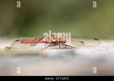 Libellule de Darter commun ; Sympetrum striolatum ; homme ; sur la promenade ; Royaume-Uni Banque D'Images