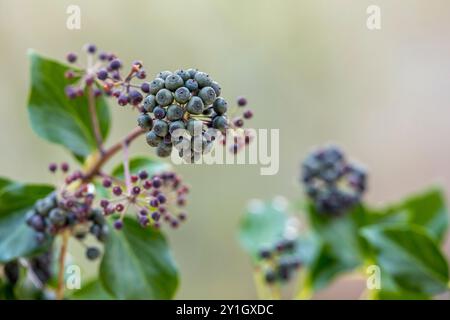 Ivy Berries ; Hedera Helix ; Royaume-Uni Banque D'Images