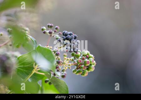 Ivy Berries ; Hedera Helix ; Royaume-Uni Banque D'Images