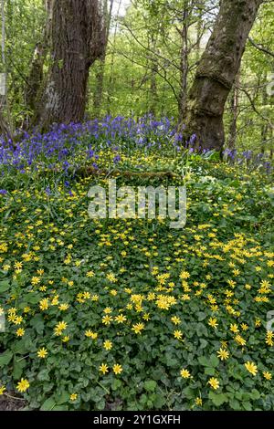 Moindre Celandine ; Ficaria verna ; avec Bluebells ; Wiltshire ; Royaume-Uni Banque D'Images