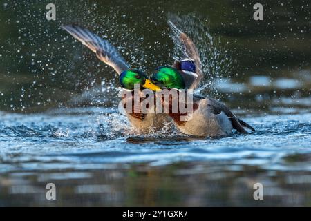 Colvert ; Anas platyrhynchos ; Drakes Fighting ; Royaume-Uni Banque D'Images