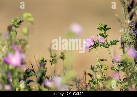 Musk Mallow ; Malva moschata ; floraison ; Royaume-Uni Banque D'Images
