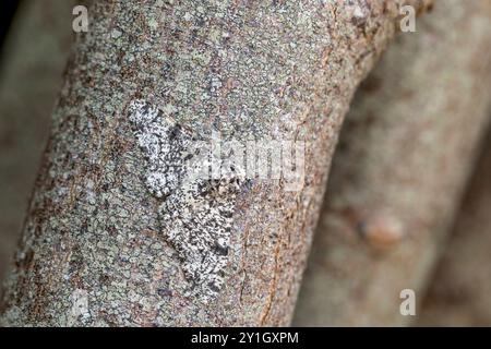 Mites poivrées ; Biston betularia ; sur arbre ; Royaume-Uni Banque D'Images